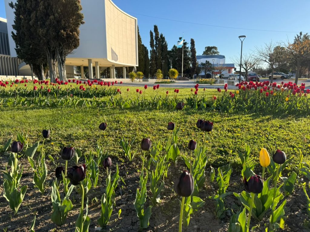 La Legislatura acompaña la temporada de tulipanes en Chubut con una nueva floración en sus jardines